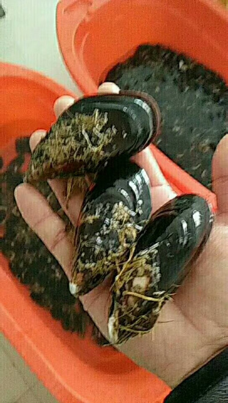 海虹，清洗干净，保质保量