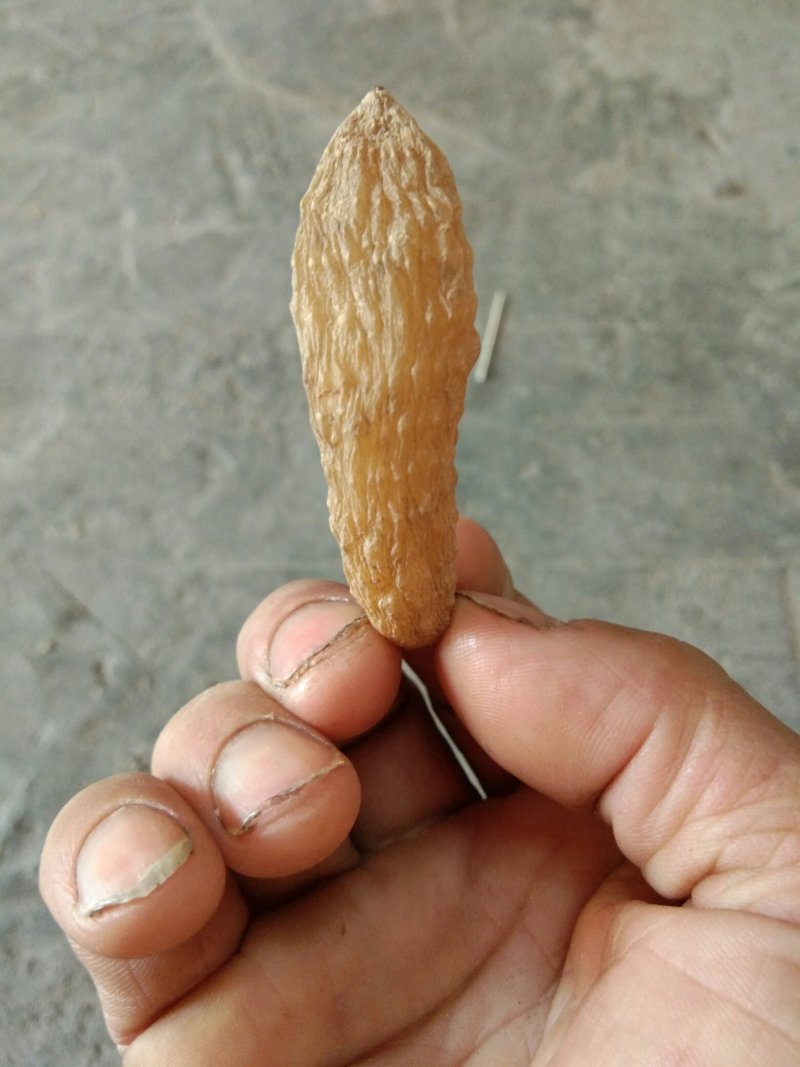 天麻支持视频看货，可发往全国市场
