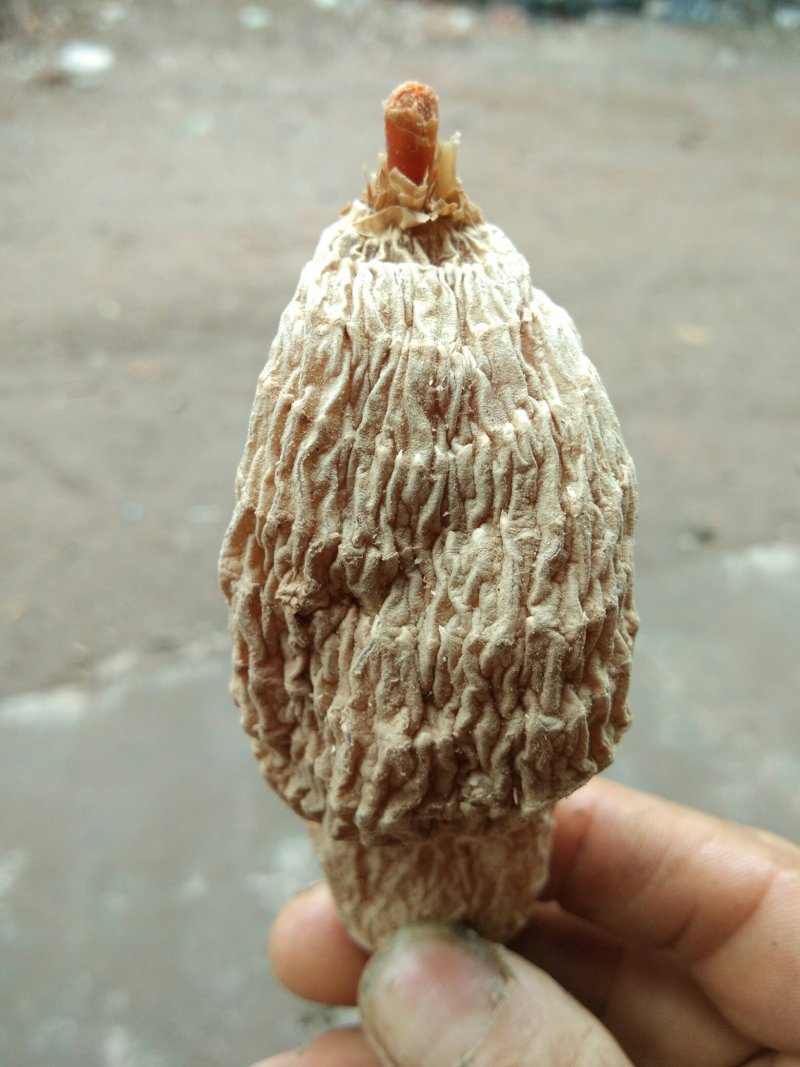 天麻支持视频看货，可发往全国市场