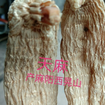 天麻支持视频看货，可发往全国市场