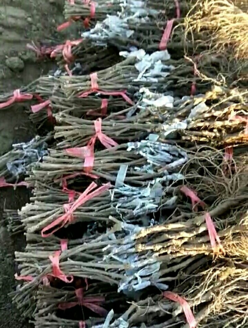阳光玫瑰葡萄苗，保证质量纯度，假一赔十，