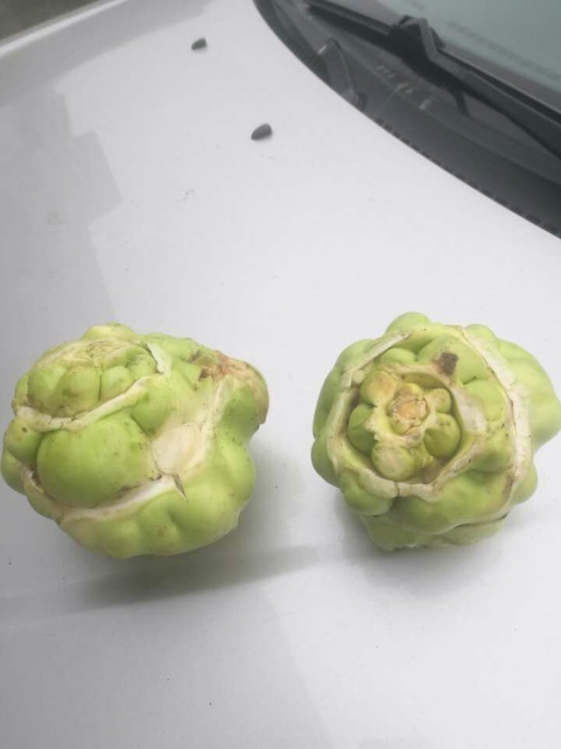榨菜