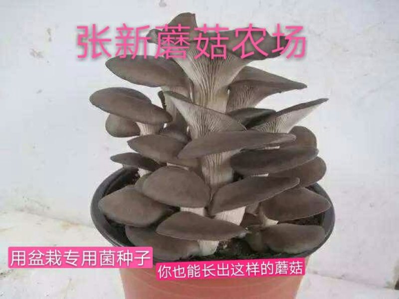 盆栽蘑菇专用菌种，平菇菌种