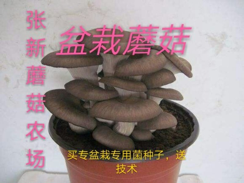 盆栽蘑菇专用菌种，平菇菌种