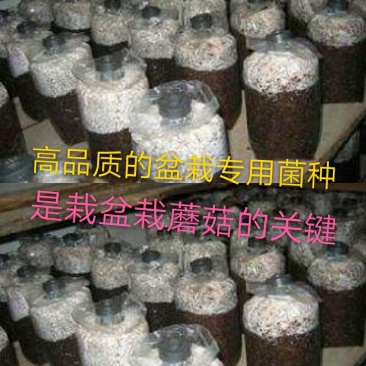 盆栽蘑菇专用菌种，平菇菌种