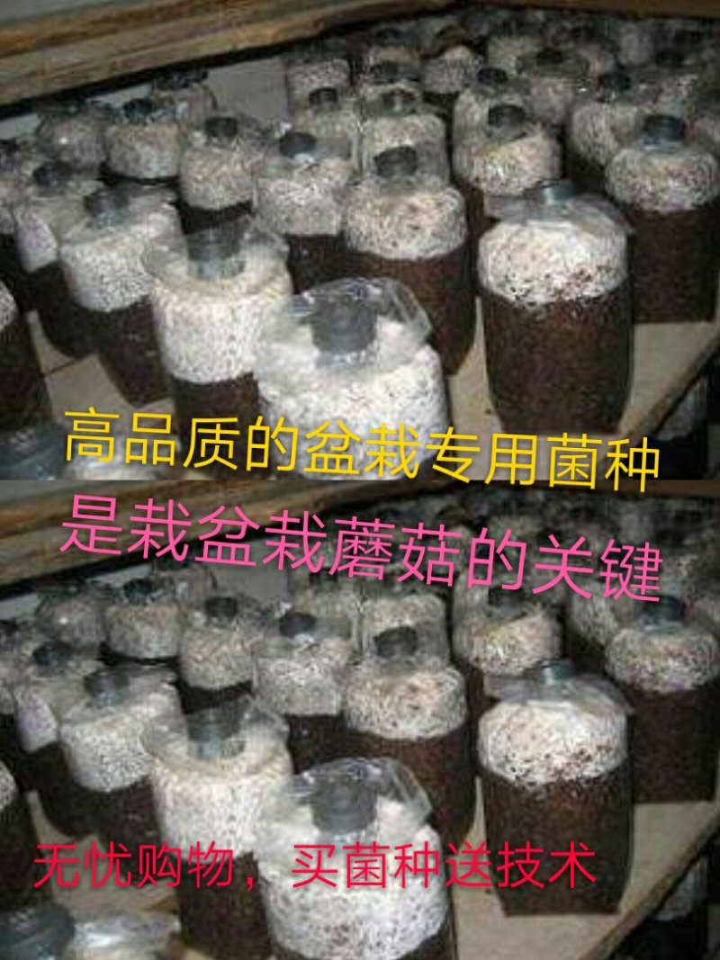 盆栽蘑菇专用菌种，平菇菌种