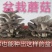 盆栽蘑菇专用菌种，平菇菌种