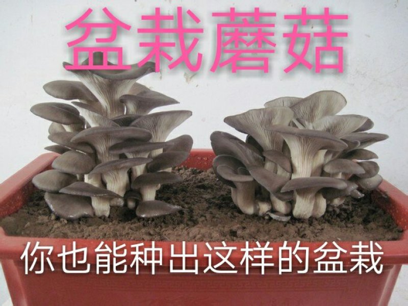 盆栽蘑菇专用菌种，平菇菌种