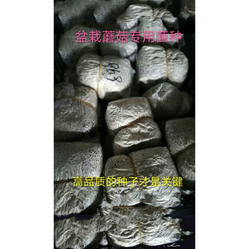 盆栽蘑菇专用菌种，平菇菌种