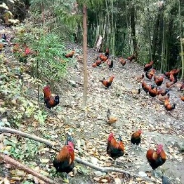 正宗粮食跑山鸡