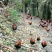 正宗粮食跑山鸡
