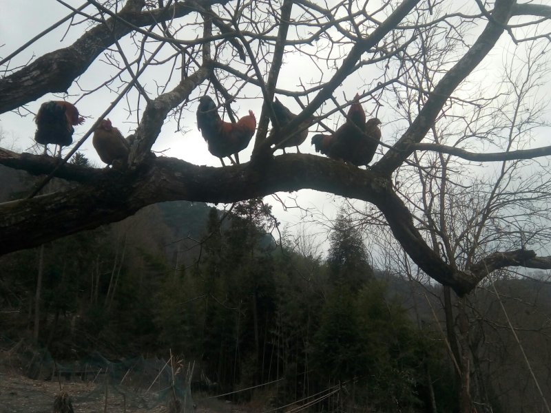 正宗粮食跑山鸡
