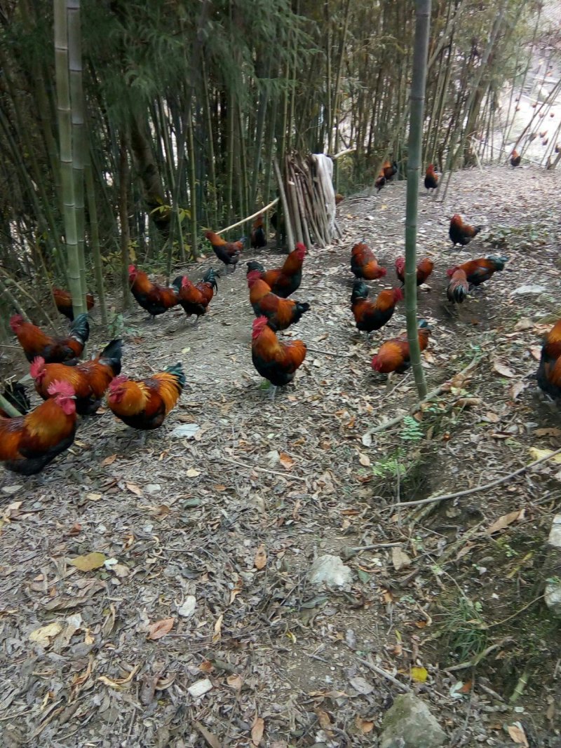 正宗粮食跑山鸡