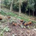 正宗粮食跑山鸡