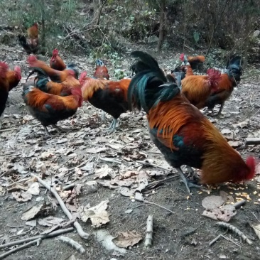 正宗粮食跑山鸡