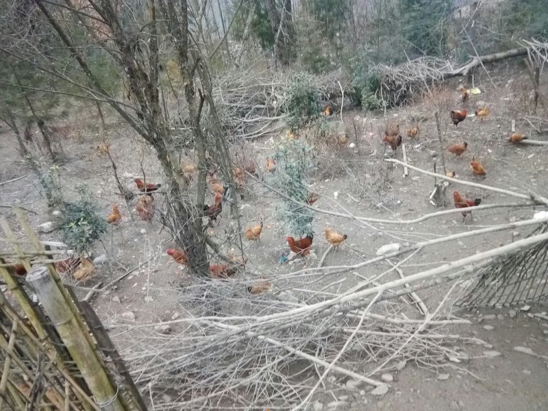 正宗粮食跑山鸡