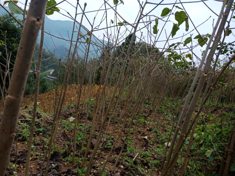 毛叶山桐子种苗。