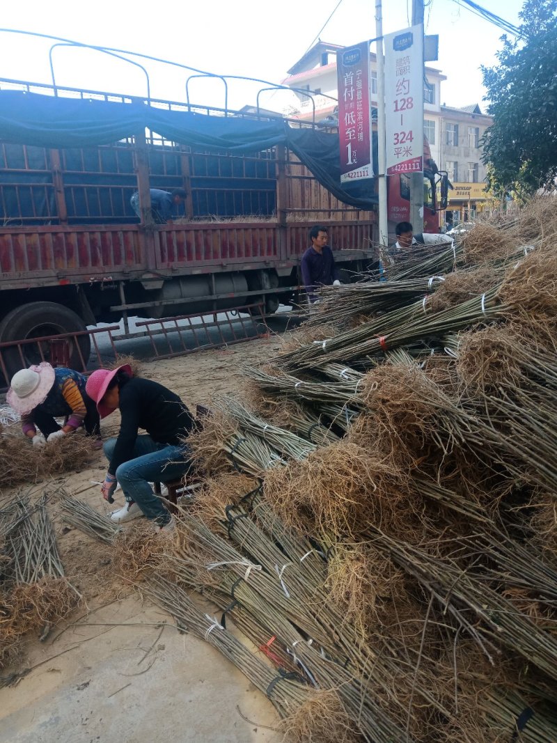 毛叶山桐子种苗。
