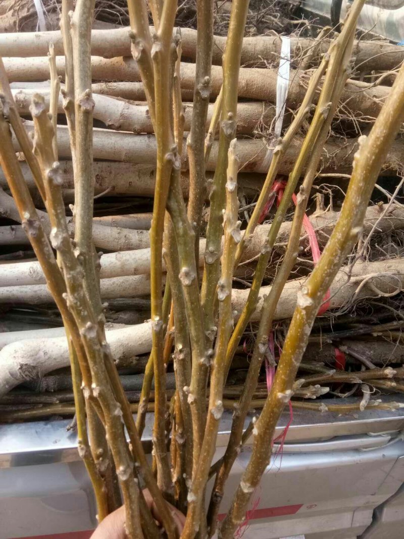 供应桃树