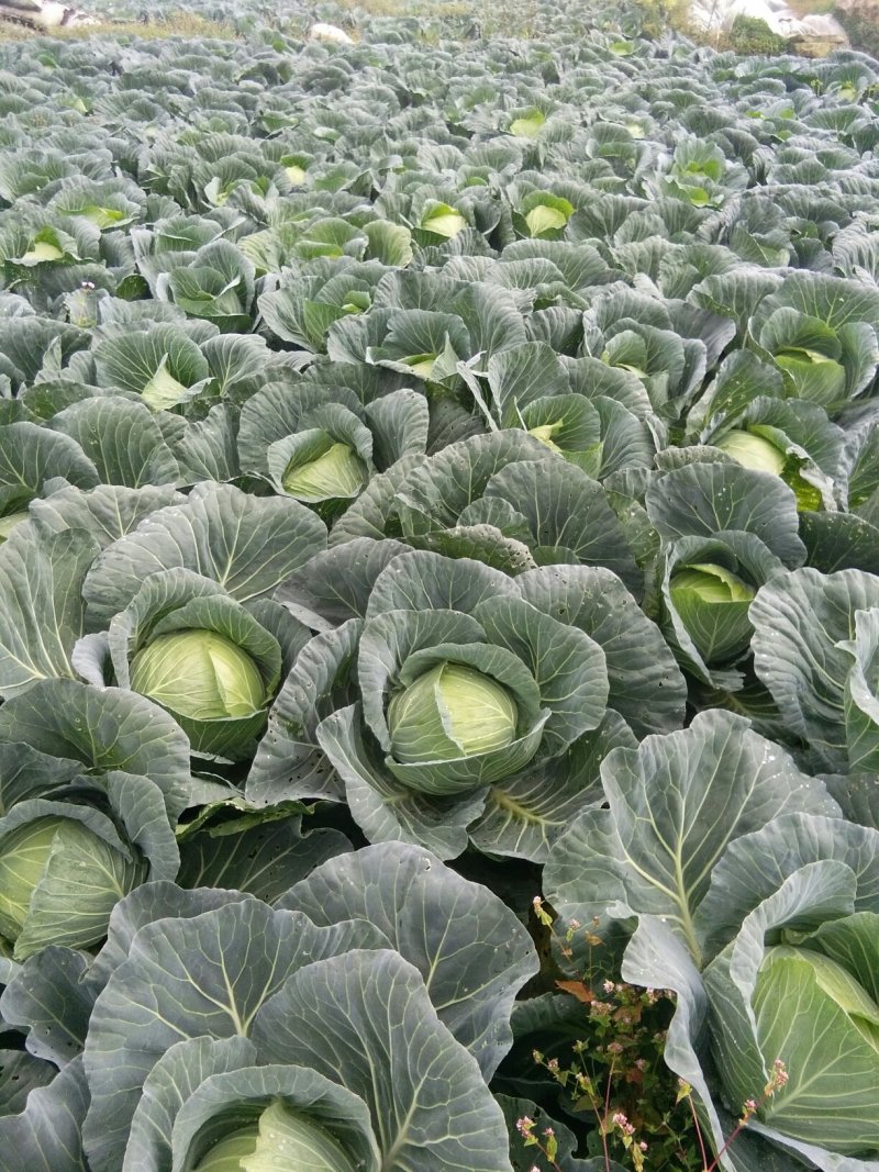 扁包菜