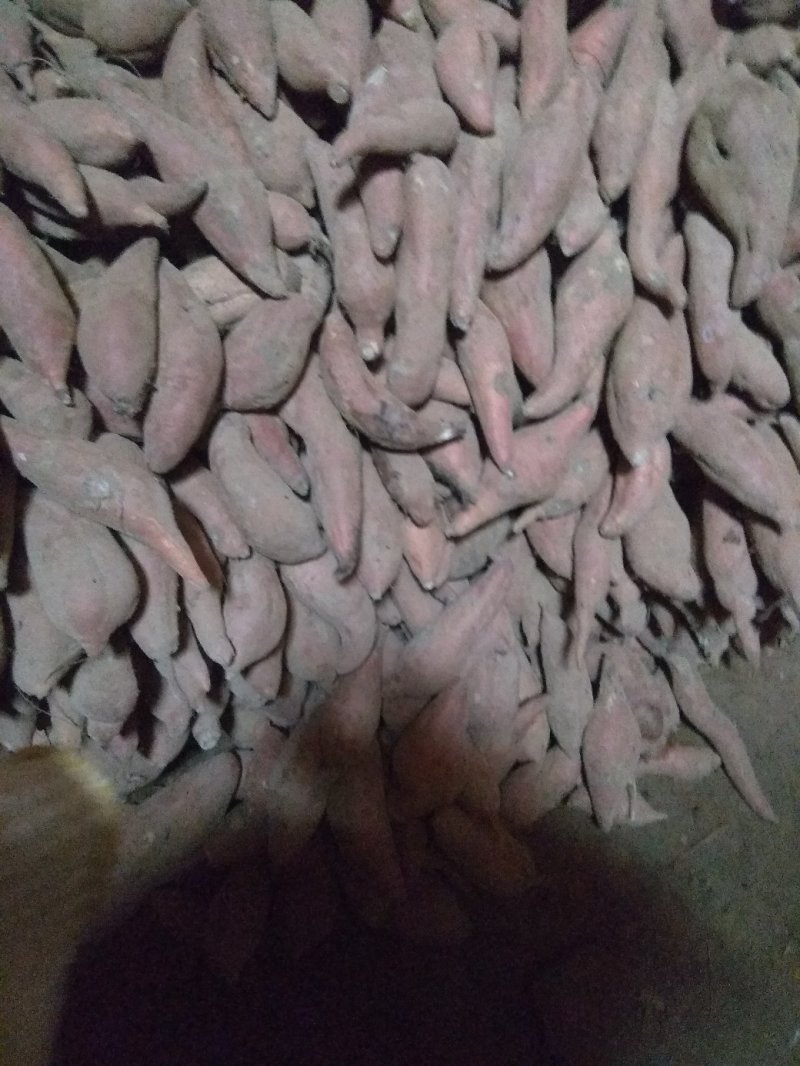 夏津后赵庄蜜薯烟薯25基地直发大批量供货，微商专供
