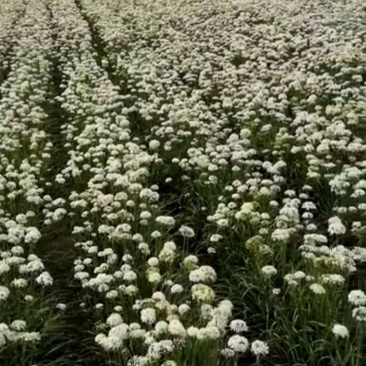 大量收购韭菜子