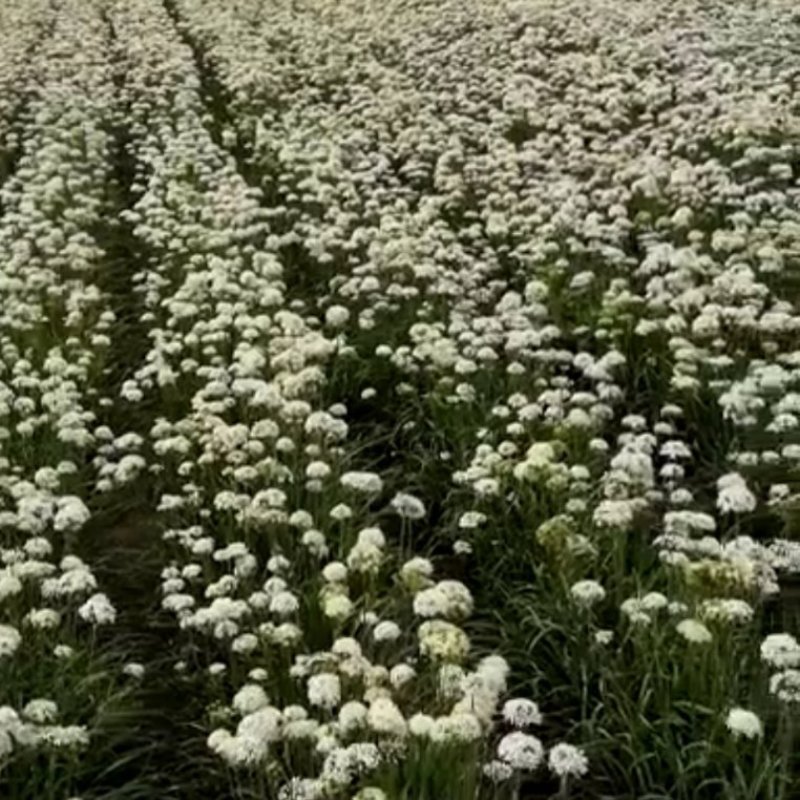 大量收购韭菜子