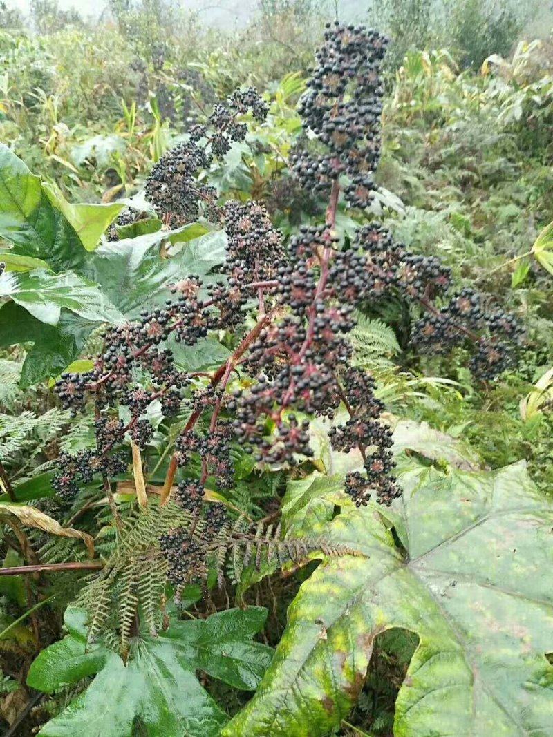 通草苗通草苗大量批发成活率高