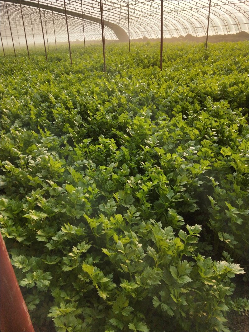 合作社直销芹菜
