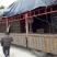 建阳桔柚