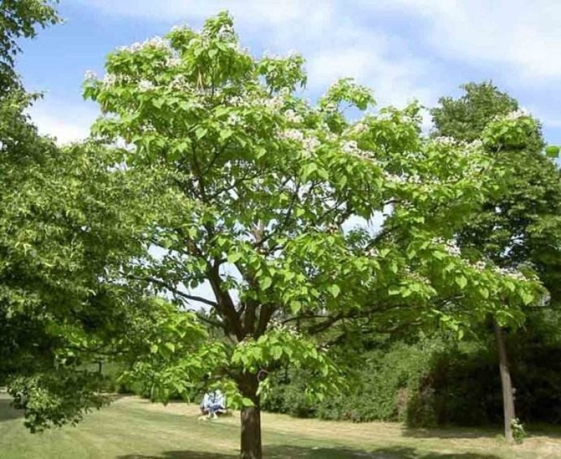 楸树花楸、梓树种子水桐、河楸臭梧桐