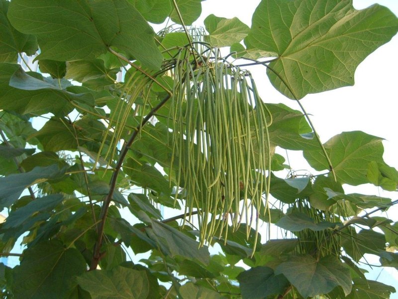 楸树花楸、梓树种子水桐、河楸臭梧桐