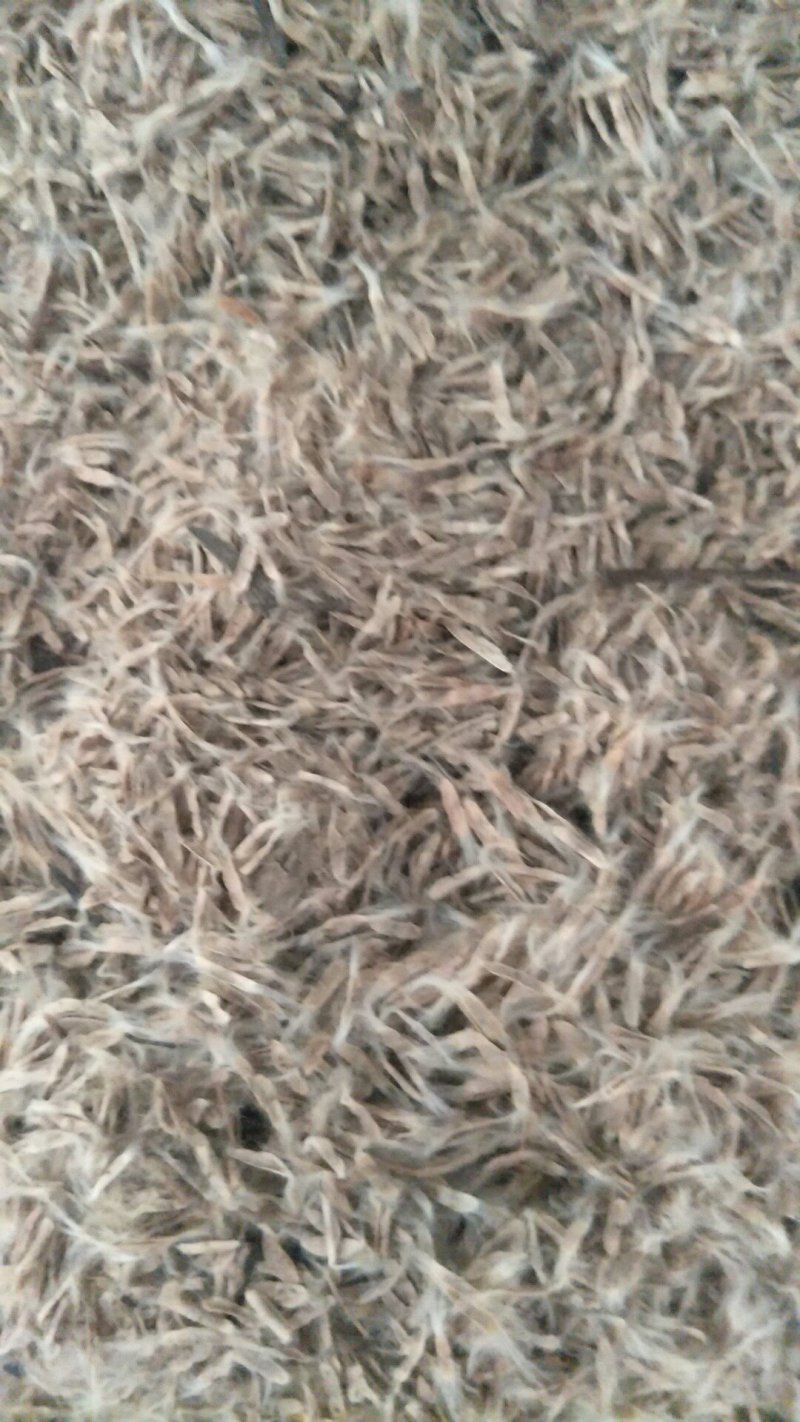 楸树花楸、梓树种子水桐、河楸臭梧桐