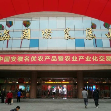 淮北水果青萝卜供应阜阳宿州亳州，天津山东全国，绿肉甜脆