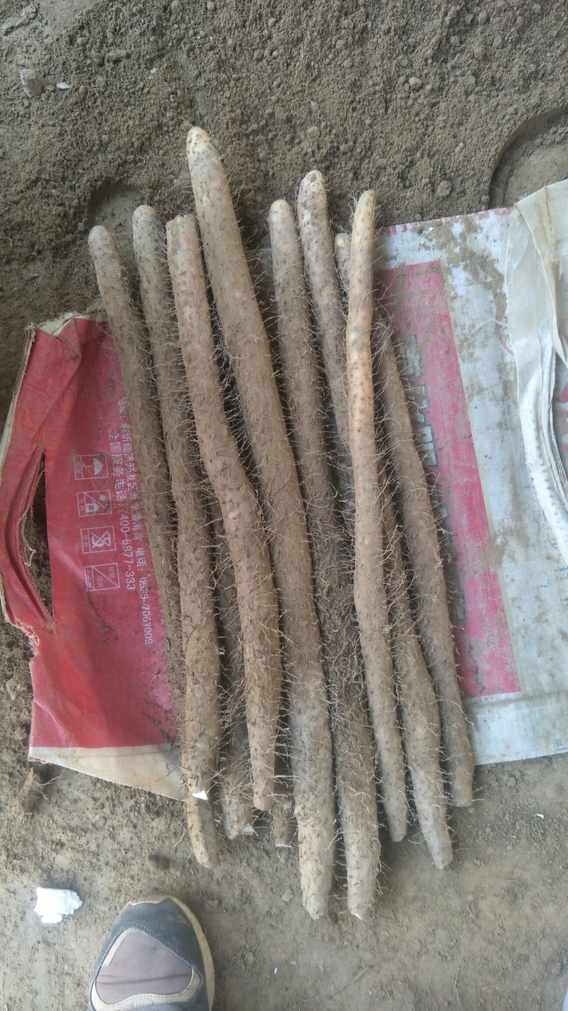 【新品上市】麻山药白嘴一二级棒药大量有货，发货全国
