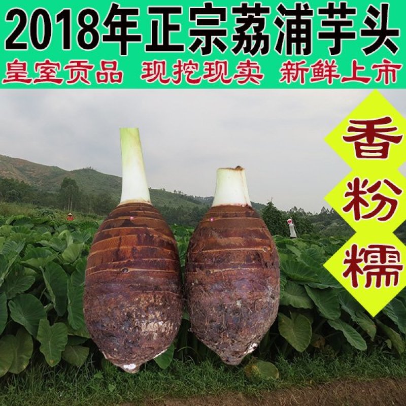 香芋大量批发荔浦直发