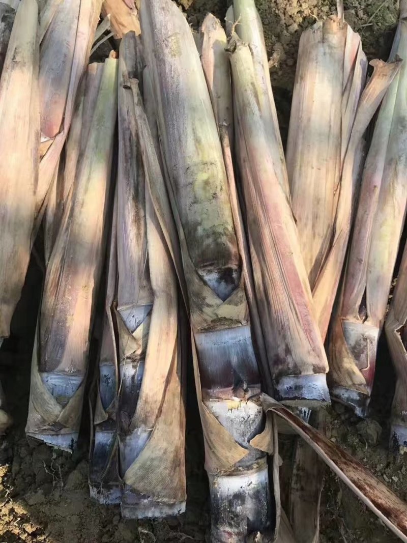 广西博白黑皮甘蔗种大量上市，