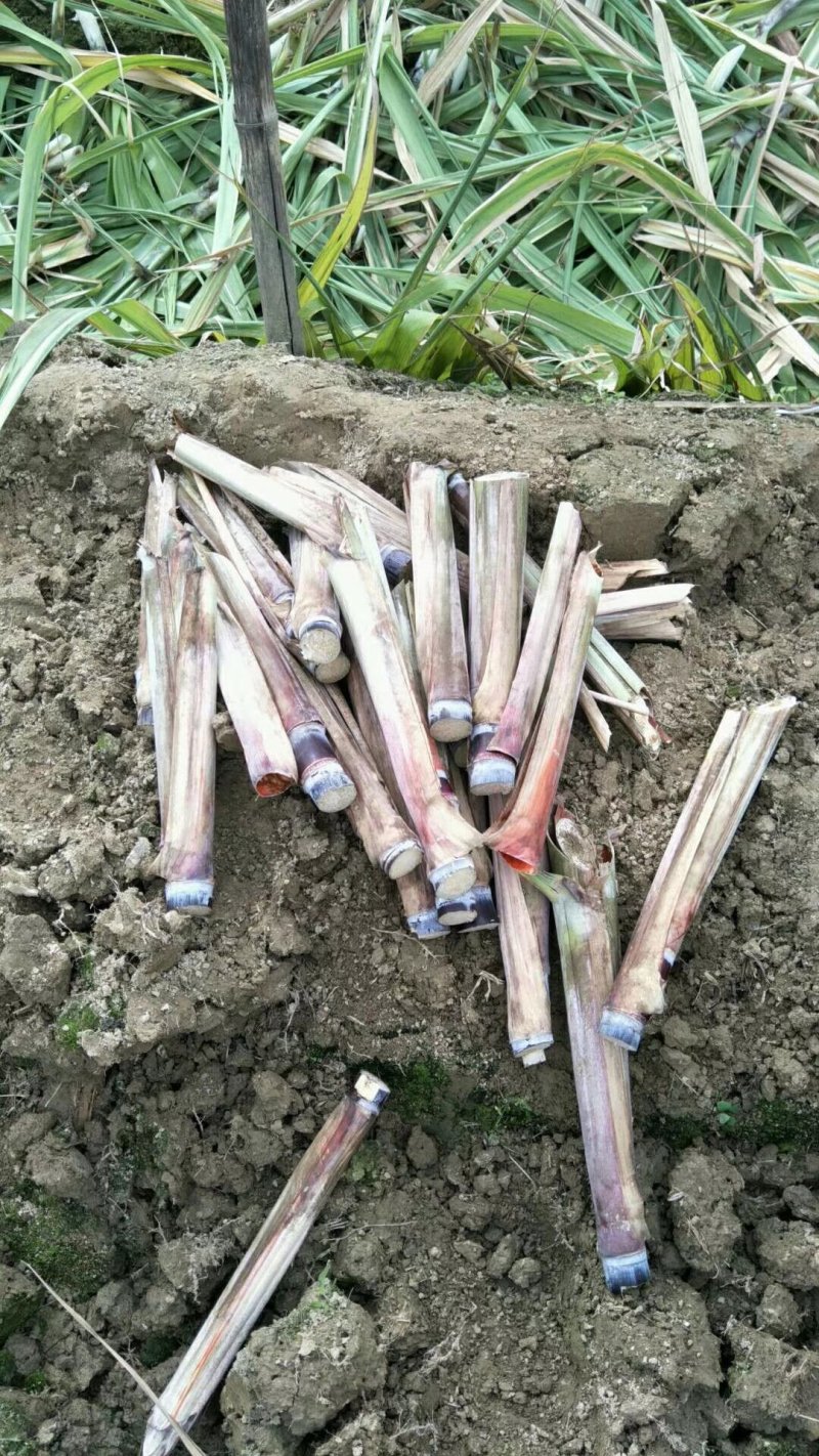 广西博白黑皮甘蔗种大量上市，