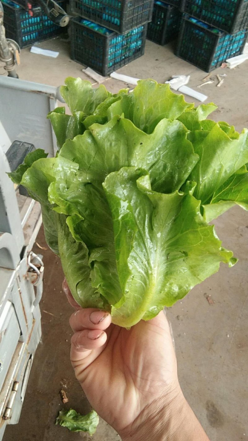 河北永年生菜（青叶黄叶）产地直销需要的老板联系了