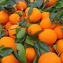 脐橙，圆红一手货源对接果农无中间商支持视频定园子采果