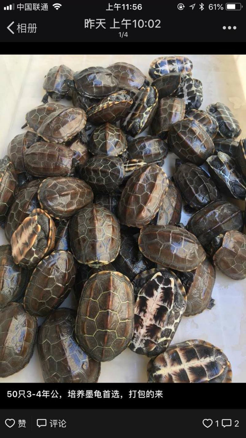 中华草龟碌，成年母龟，墨龟大量供应