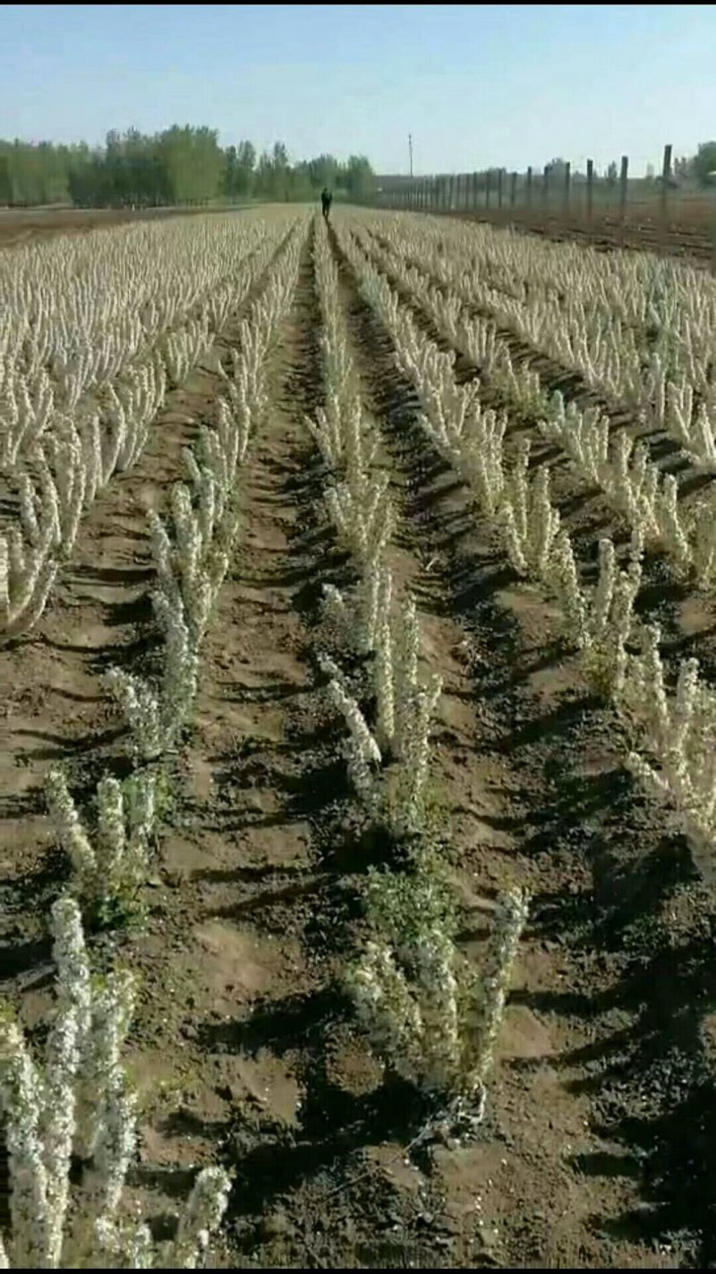 钙果苗