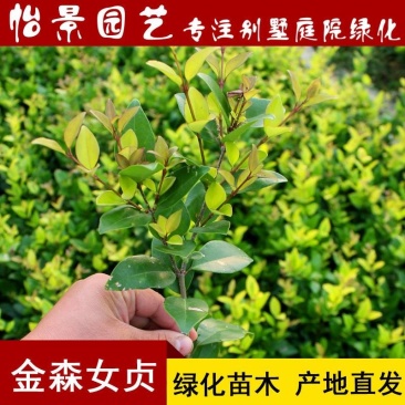 金森女贞苗金森女贞球庭院花卉风景树花境植物绿化树苗木