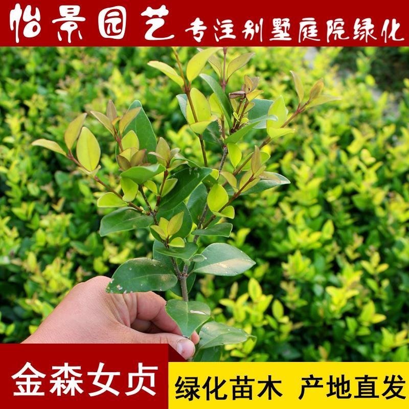 金森女贞苗金森女贞球庭院花卉风景树花境植物绿化树苗木