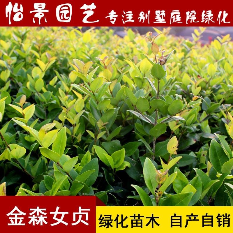 金森女贞苗金森女贞球庭院花卉风景树花境植物绿化树苗木