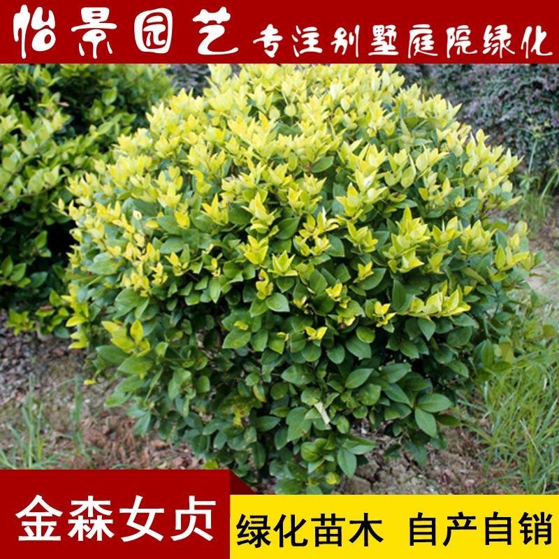 金森女贞苗金森女贞球庭院花卉风景树花境植物绿化树苗木