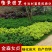 金森女贞苗金森女贞球庭院花卉风景树花境植物绿化树苗木
