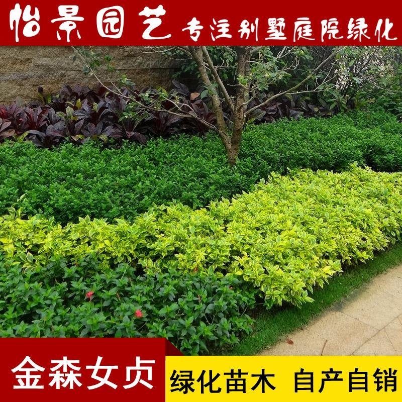金森女贞苗金森女贞球庭院花卉风景树花境植物绿化树苗木