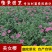 美女樱花苗庭院花卉风景树花境植物绿化树苗花卉绿化工程苗木