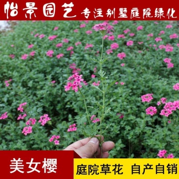 美女樱花苗庭院花卉风景树花境植物绿化树苗花卉绿化工程苗木